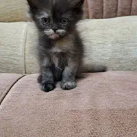 بچه گربه پرشین-هیمالین