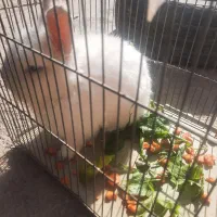 روستای بزمیراباد قیمت ۸۰۰هزار|موش و خرگوش|سرپل ذهاب, |دیوار