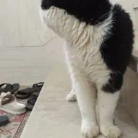 واگذاری گربه رایگان تپل