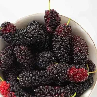 پیش فروش نهال شاهتوت|خدمات باغبانی و درختکاری|فردوس (خراسان), |دیوار