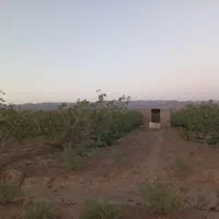 فروش ۳۳۰۰متر زمین پسته احمد آقایی ۲۳ساله|فروش دفتر صنعتی، کشاورزی، تجاری|بهاباد, |دیوار