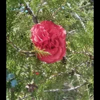 گفتگوی اجتماعی