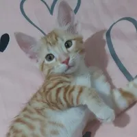 واگذاری ۲ گربه نارنجی 3 ماهه نر