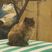 گربه|گربه|گلبهار, شهر جدید گلبهار|دیوار
