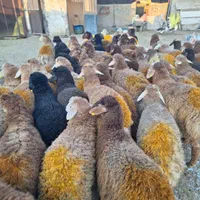 گوسفند زنده دشت مغان دام پارس آباد و اردبیل|حیوانات مزرعه|کرج, اصفهانی‌ها|دیوار