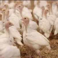 فروش جوجه یک روزه و یک ماهه بوقلمون بیوتی 6