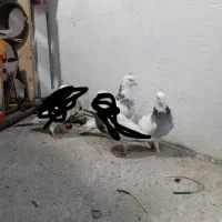 ۱ جفت کبوتر طوقی|پرنده|کوهدشت, |دیوار