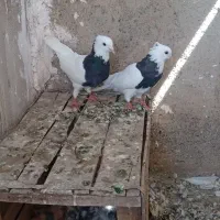 طوقی