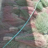جارو|عمده‌فروشی|داران, |دیوار