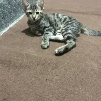 دوعدد گربه dsh