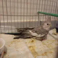 عروس هلندی سخنگو یه جوجه ویه ماده