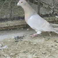 کبوتر جهرم