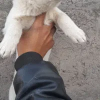 سگ پاکوتاه|سگ|رفسنجان, |دیوار