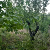 فروش زمین در طالقان