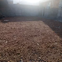 فروش گردو آلوچه قیصی مغز گردو