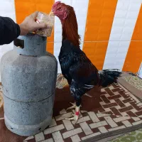 مرغ و خروس لاری|حیوانات|بم, |دیوار