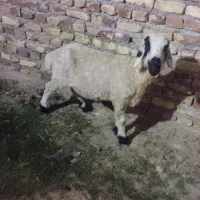 گوسفد چاق وچله