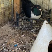 چند تا جوجه کلاغ جوجه سینه سیاه وسرک|پرنده|بجنورد, |دیوار