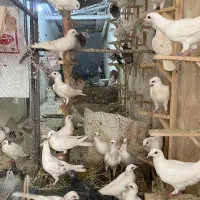 کبوتر  فری خطدار