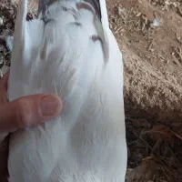 دمبی|پرنده|کرخه, |دیوار