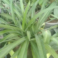 گل مقاوم  با گلدان.. مناسب روز زن.