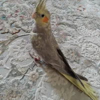 عروس هلندی