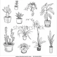 گل زاموفیلیا هلندی