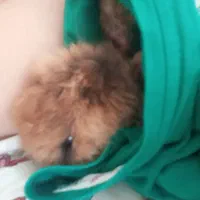 فروش خرگوش زیبا باهوش زرنگ