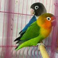 عروس هلندی و طوطی برزیلی|پرنده|رشت, منظریه|دیوار