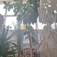 گل 3متری با گلدان فیکوس