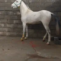 اسب مادیان  3به 4سال
