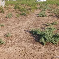 زمین کشاورزی