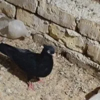 ی جفت دمبی سه عدد زاغ و یک عدد پاپی