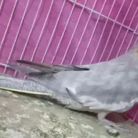 عروس|پرنده|باخزر, |دیوار