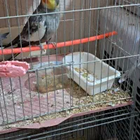 عروس هلندی جفت و یدون اهلی|پرنده|آذرشهر, |دیوار