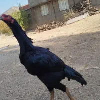 خروس لاری|حیوانات مزرعه|خاو و میرآباد, |دیوار