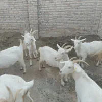 تعدادی بز سانن اصل جوان