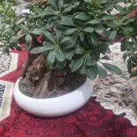 درختچه بونسای خارجی|گل و گیاه طبیعی|اهواز, کمپلو جنوبی|دیوار