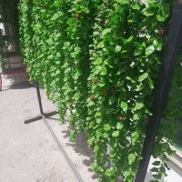 گل آویز شمشاد و پونه پخش عمده