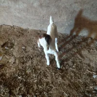 بزغاله ماده  تازه شد جنس عالی