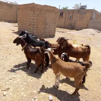 فروش یک گله گوسفند بزینه ۱۱ تایی