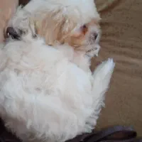 پت بامزه
