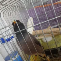 پرنده مرغ مینا سخنگو|پرنده|ساوه, |دیوار
