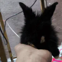 خرگوش لوپ با وسایل و غذا