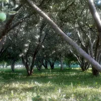 باغ|گل و گیاه طبیعی|نهاوند, |دیوار