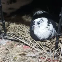 ۵۰۰۰۰۰۰|پرنده|قشم, |دیوار