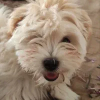 سگ شیتزو|سگ|یزد, |دیوار