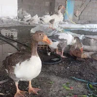 غاز محلی ماده*