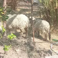 سلام میش اوست وبره نری کنارش داره