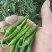 فلفل قلمی تند مناسب ترشی